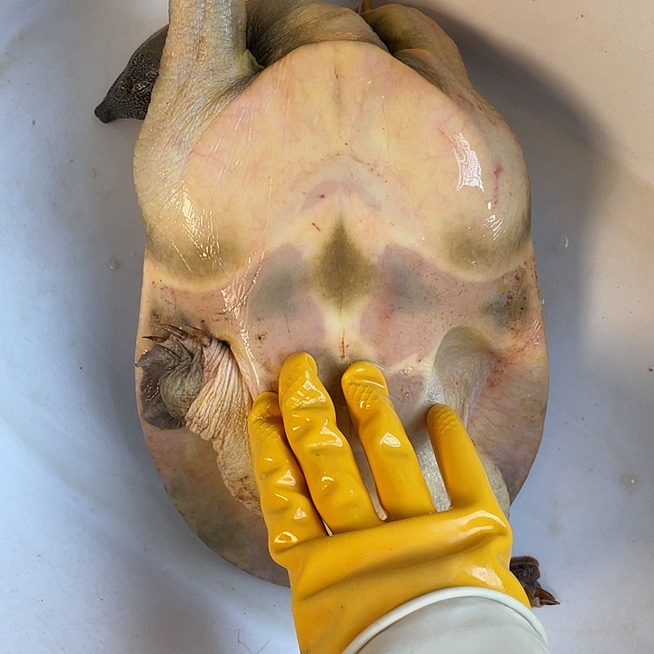 中国大陆包活不退换甲鱼