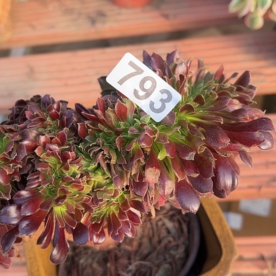 黑***咪多肉植物一个欧若拉793