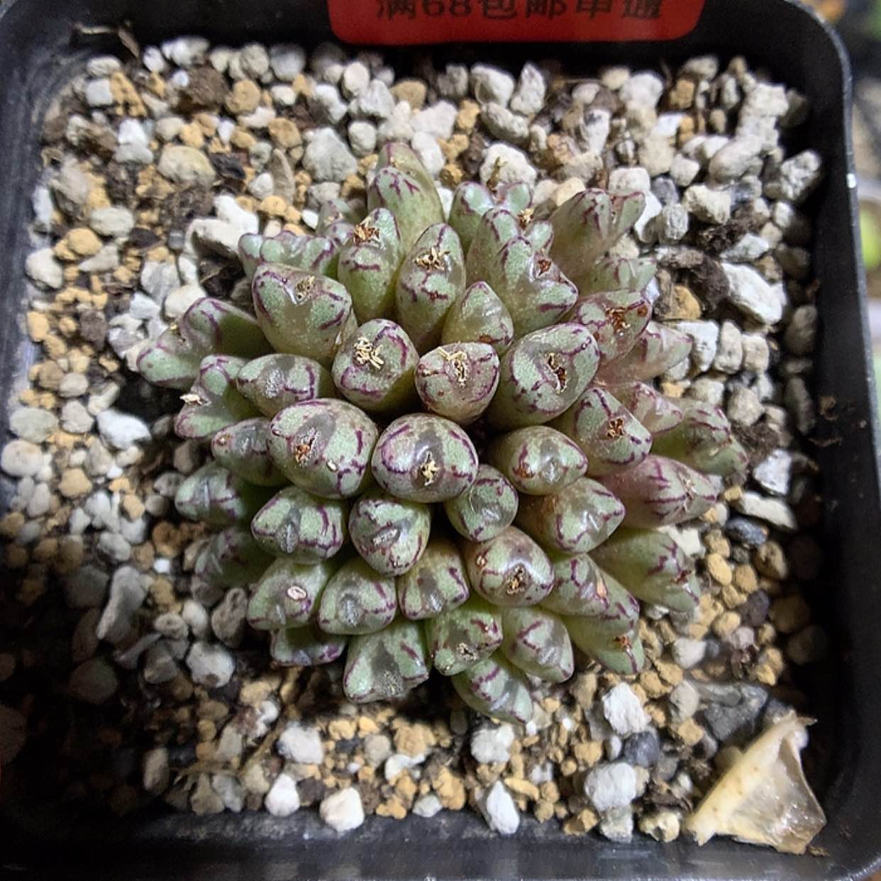 【闪购商品】2-7-14 小m多肉一群 60