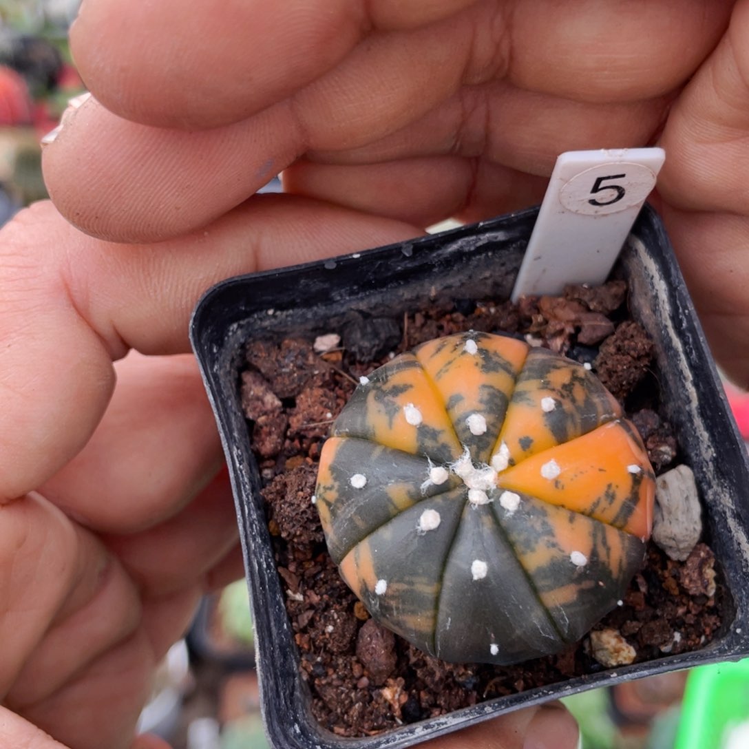 仙人球满28包邮盆5公分兜锦