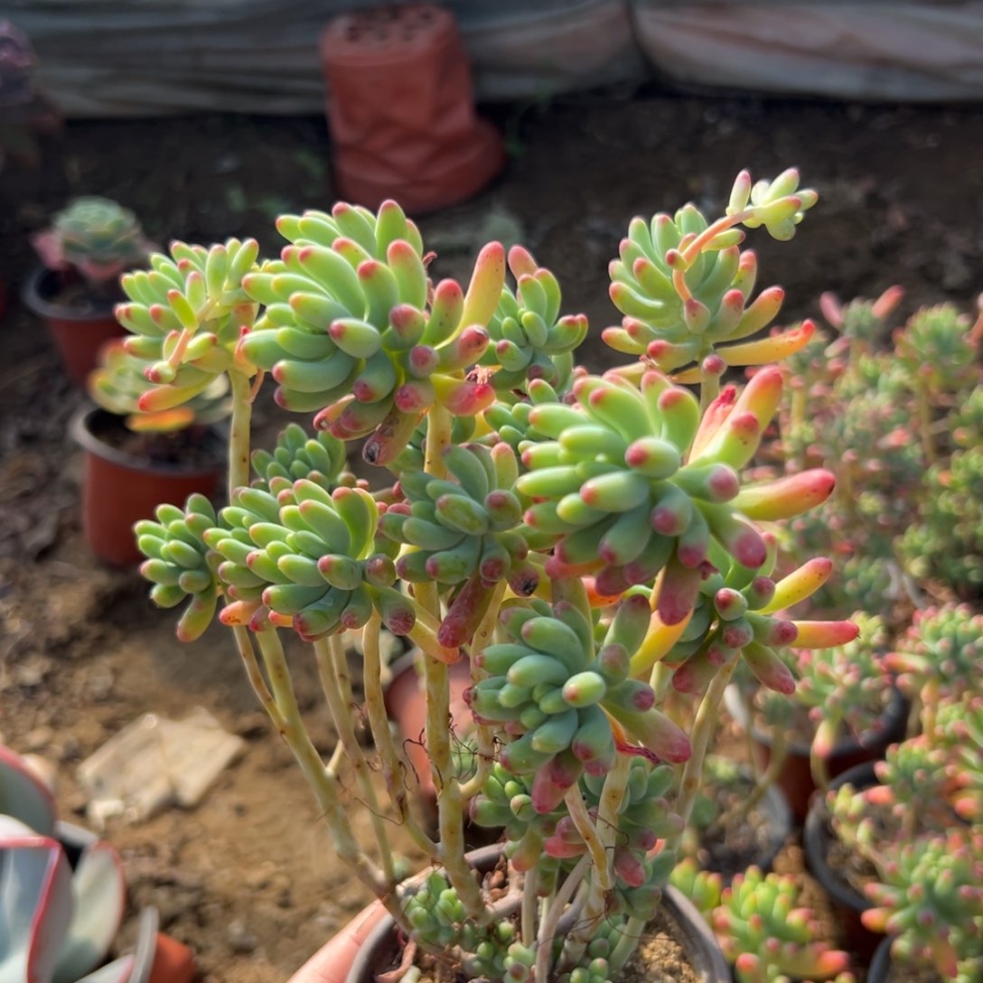 多肉植物果冻乙女心