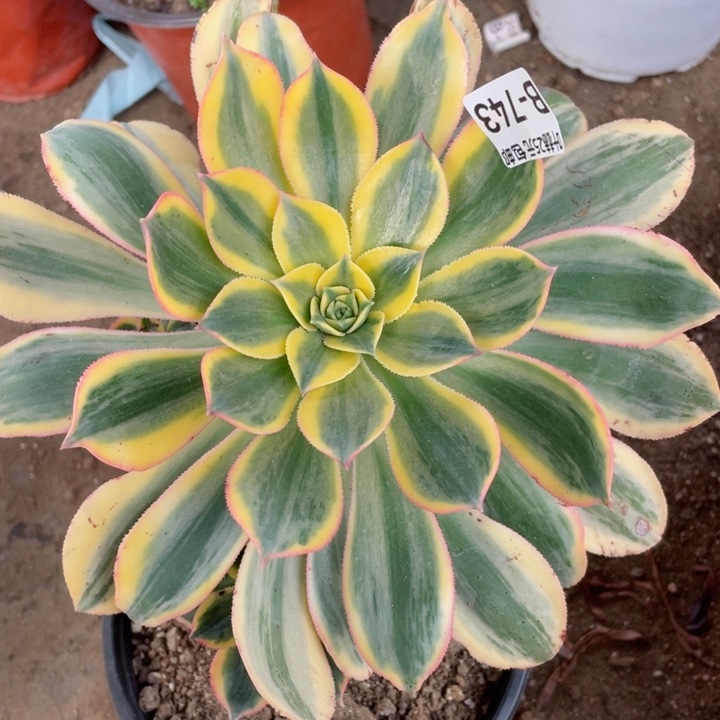 743灿烂多肉12345678d