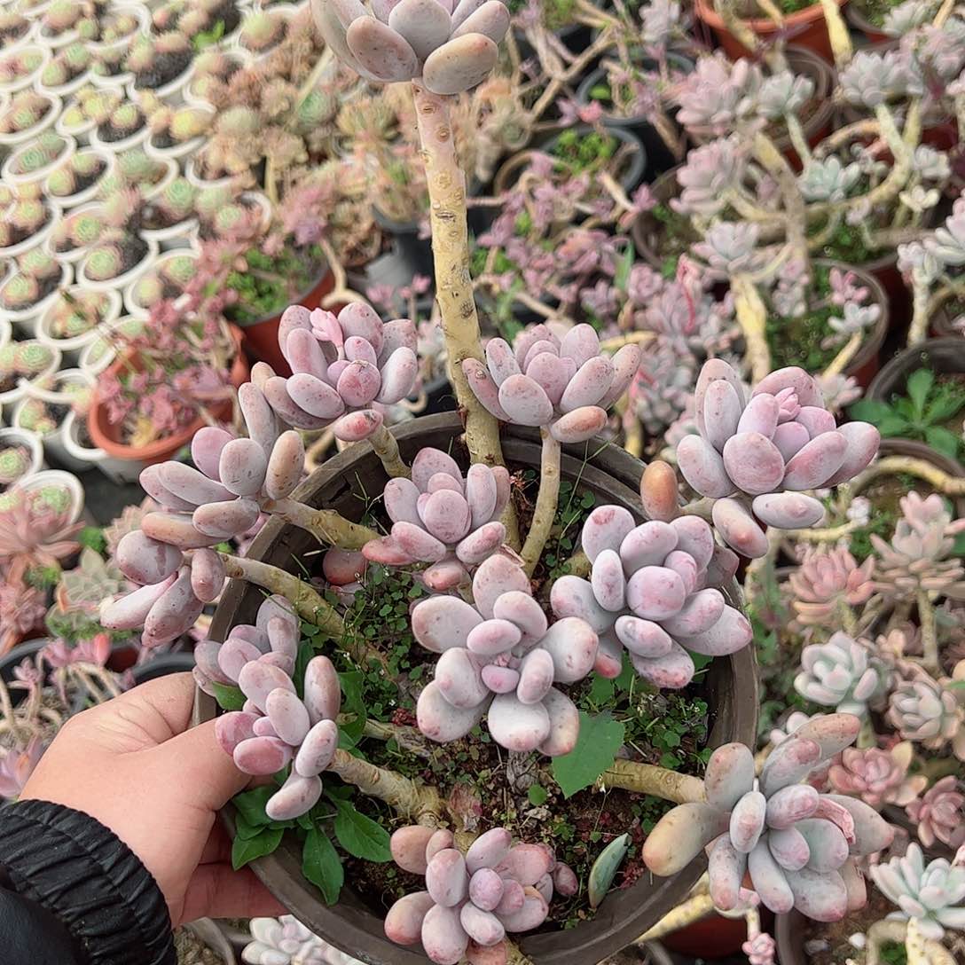 大盆整桩蛋黄奶露养