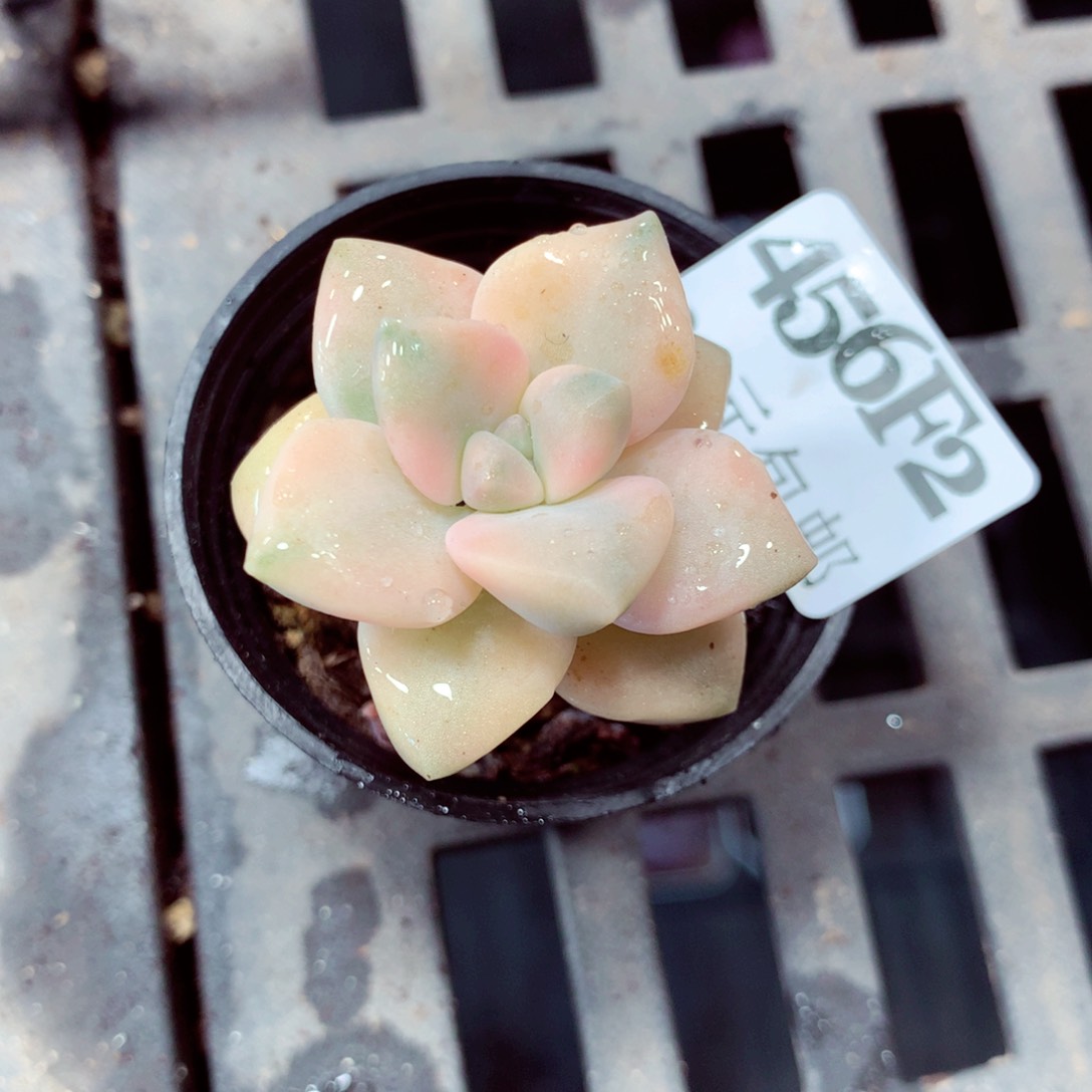 5厘米盆精控多肉456