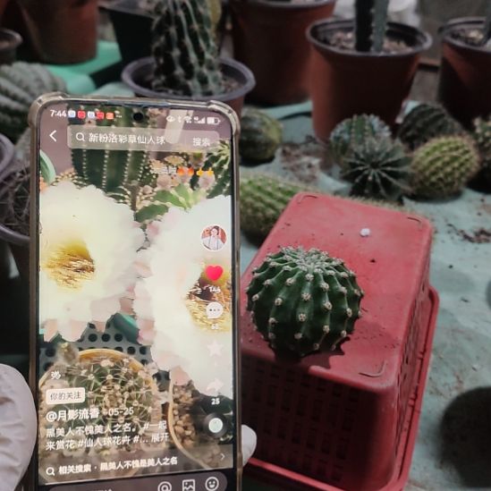 仙人球黑美人侧芽