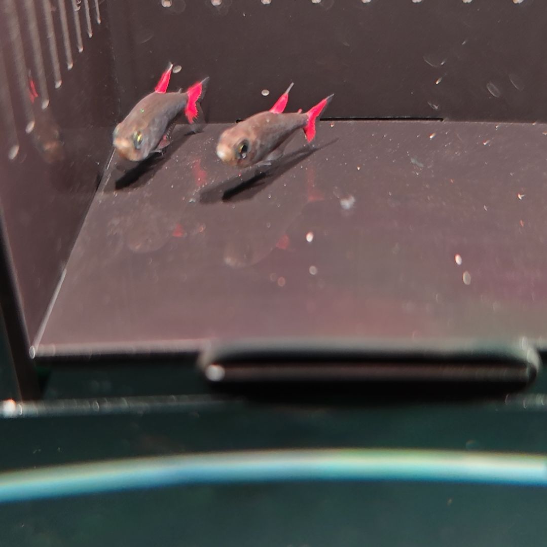 灯科鱼灰太狼2条一组