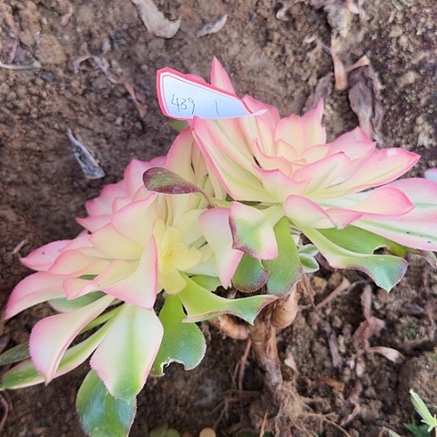 多肉植物香妃439号