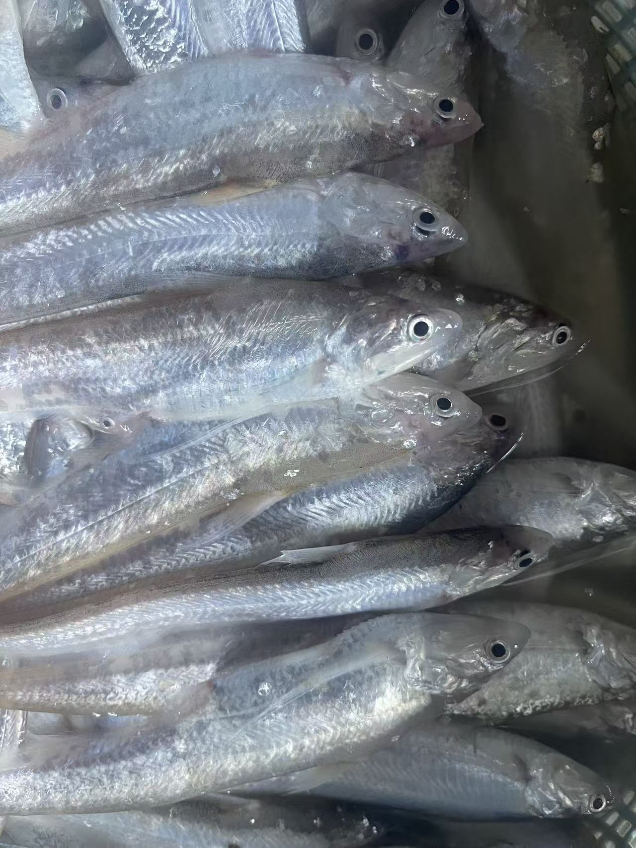 毛刀鱼，10斤，顺丰冷链发货