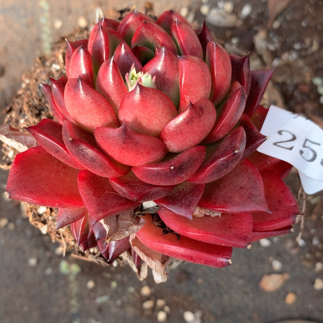 莲*蕊258杂交精品基地6.5厘米