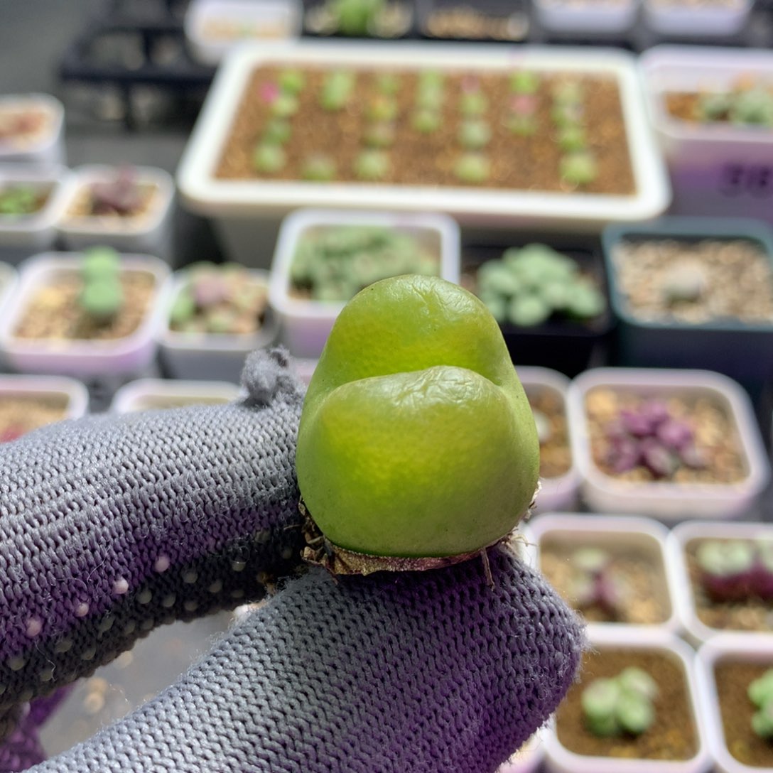 456母本母本母本