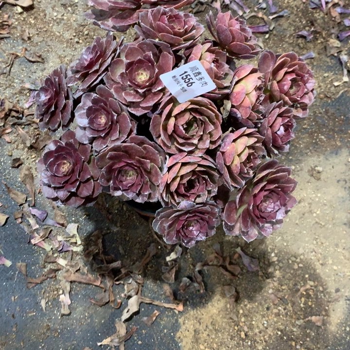 1556红魔多肉植物