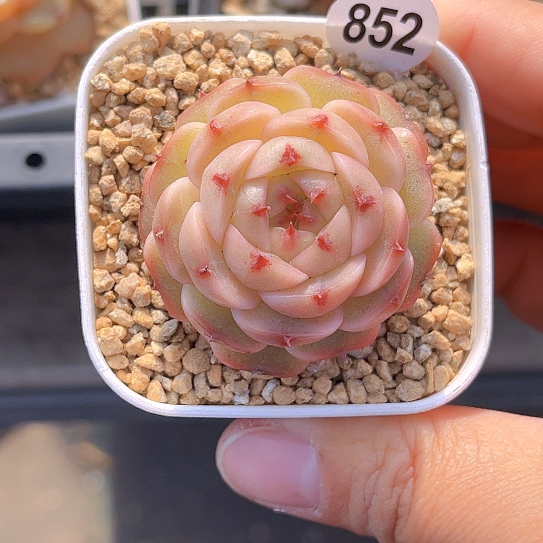 852 放漏  新品珍妮 满18包邮