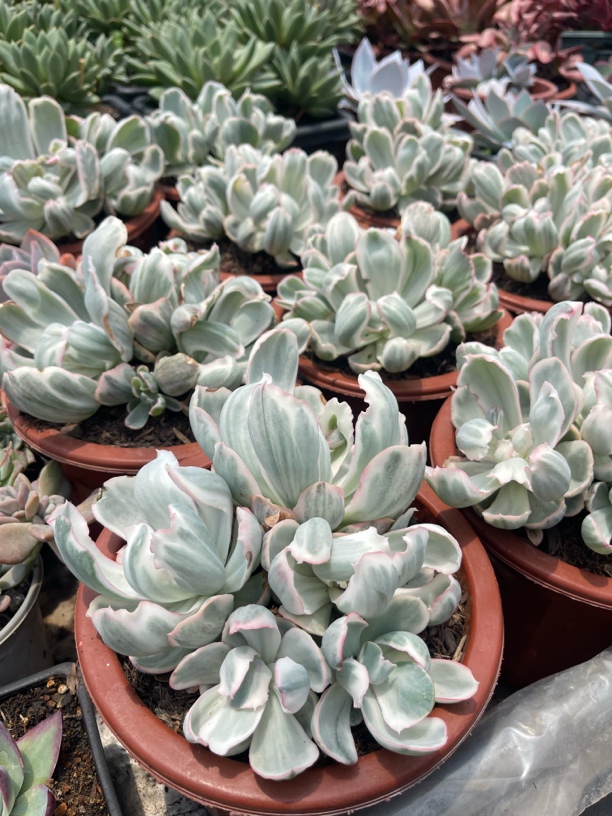 伯克利锦多肉植物罕见品种金先生