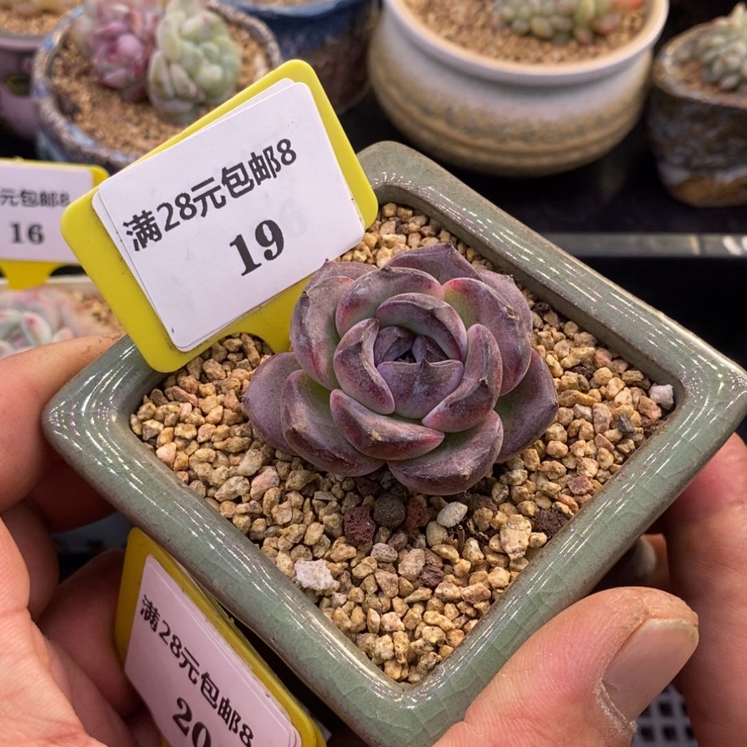 819精控丸叶黑橙子多肉