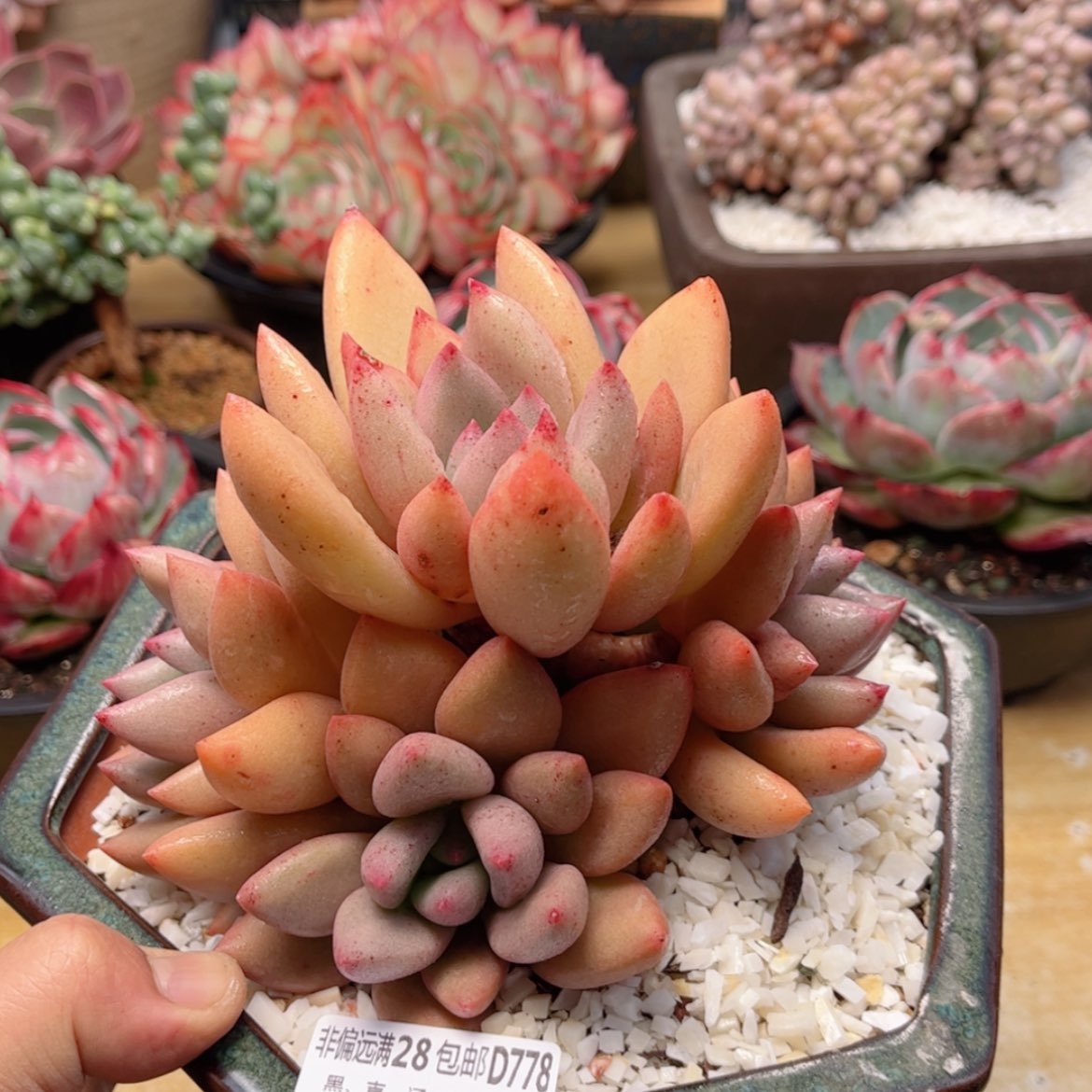 【闪购商品】778桃花源