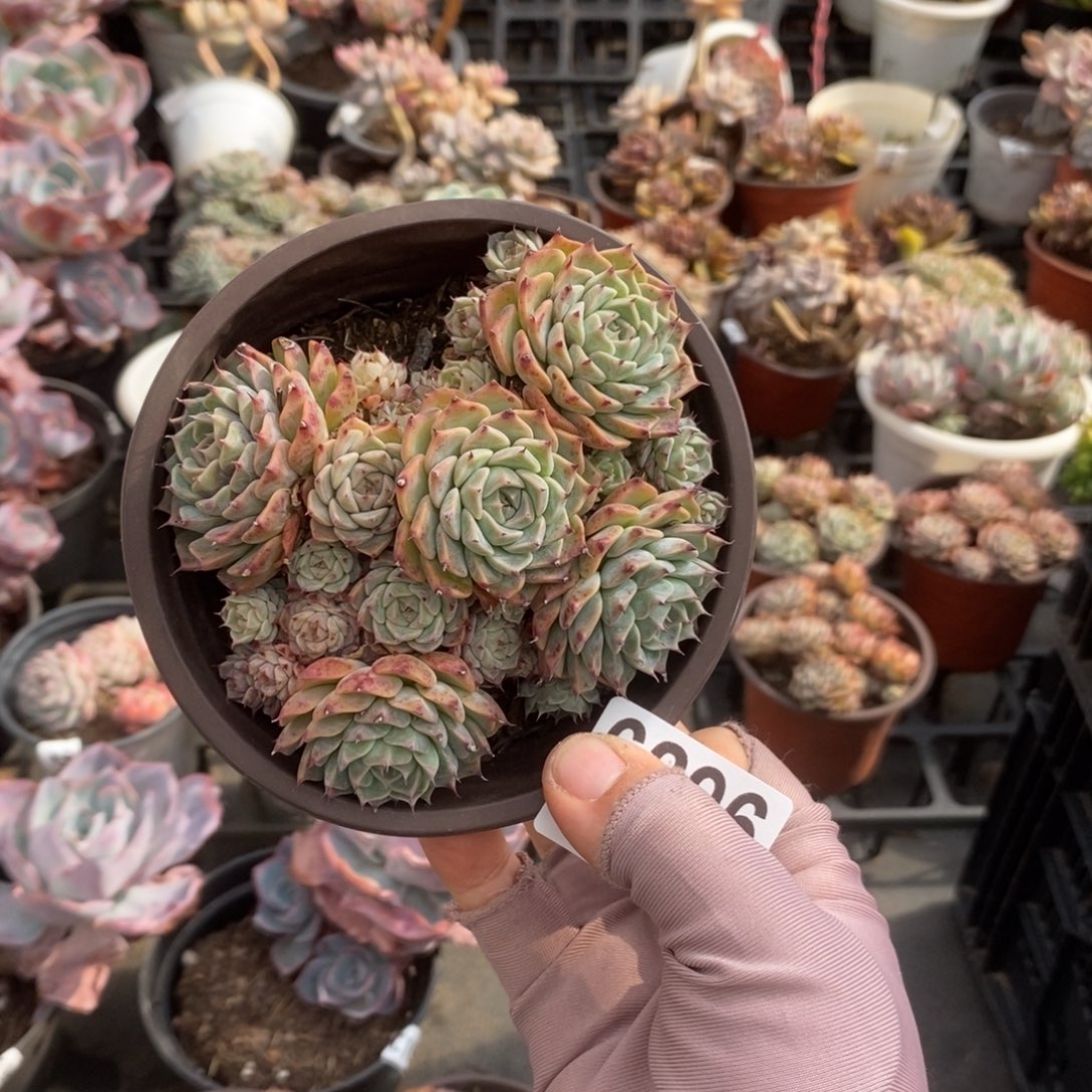 6296海冰格瑞一物一拍