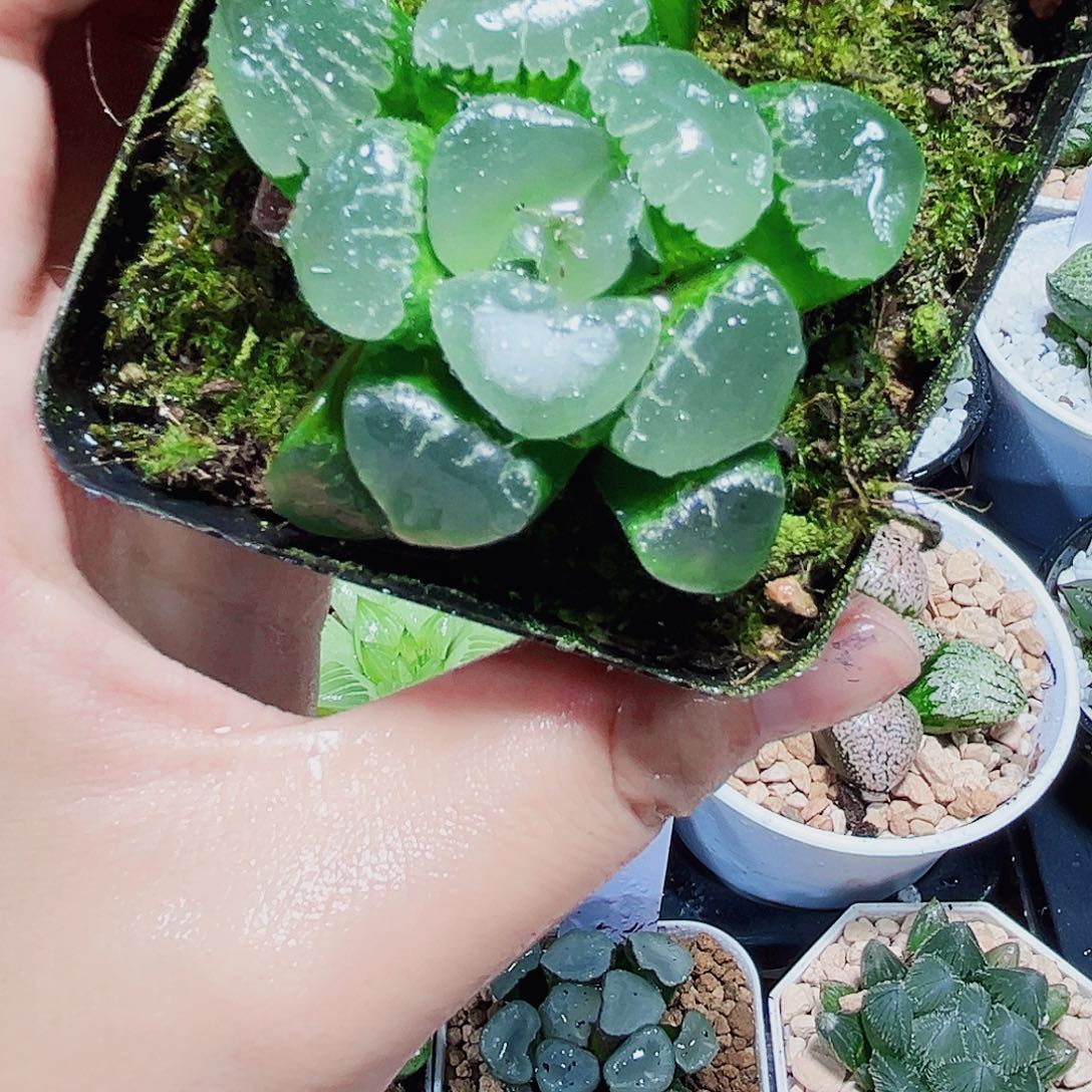 姬翠寿多肉植物6666