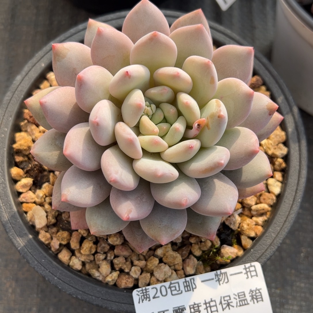 12025255 半夏美人单头