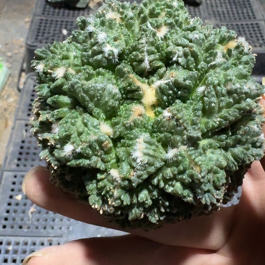 080号仙人球萝卜根