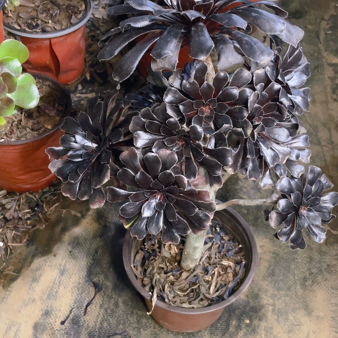 52墨法师多肉小损不包