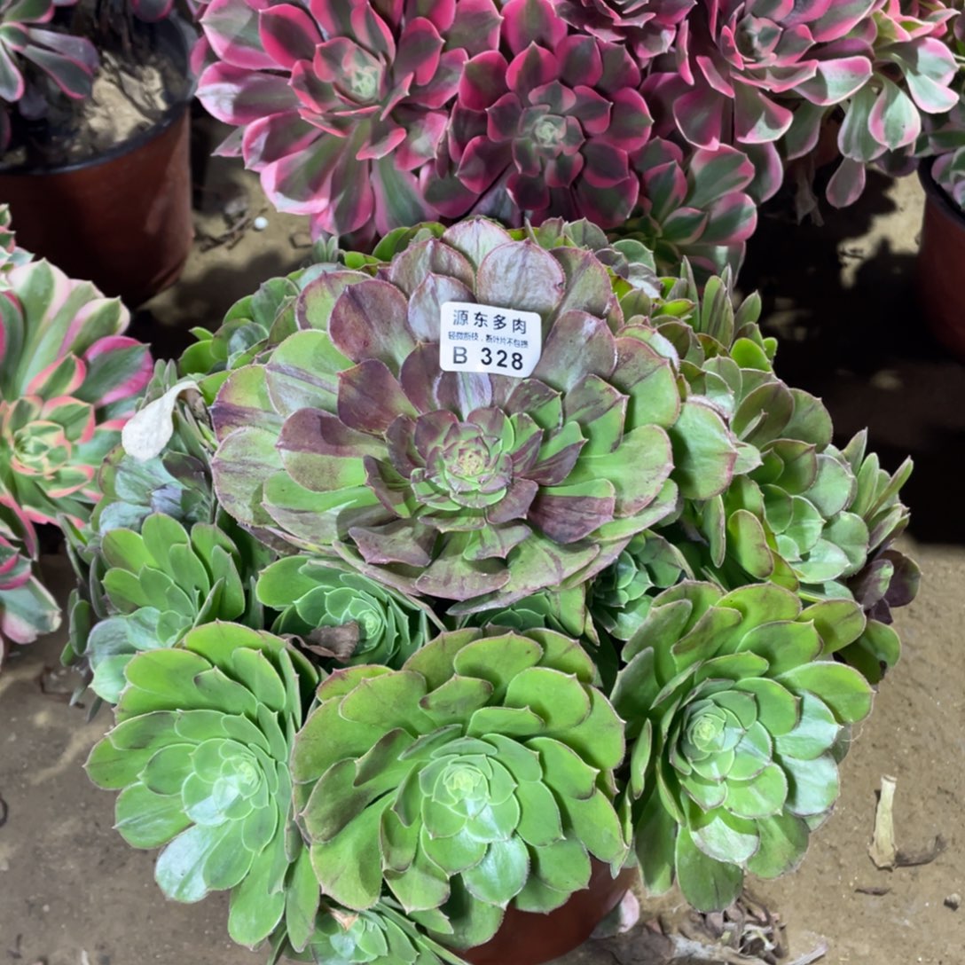 328花月夜多肉法师断枝不包