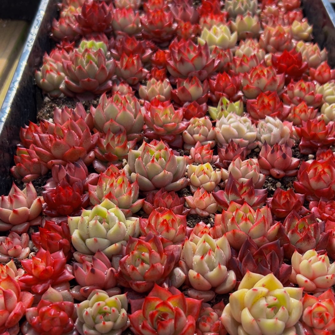 886多肉葡萄的价格是