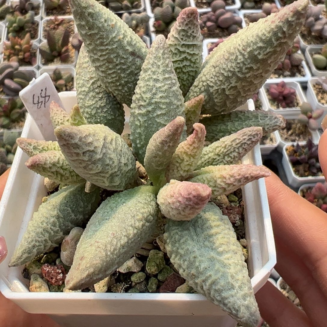 融冰老桩多肉植物水泡