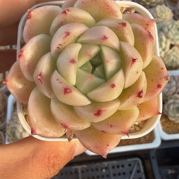 0116-08 麦秆优选