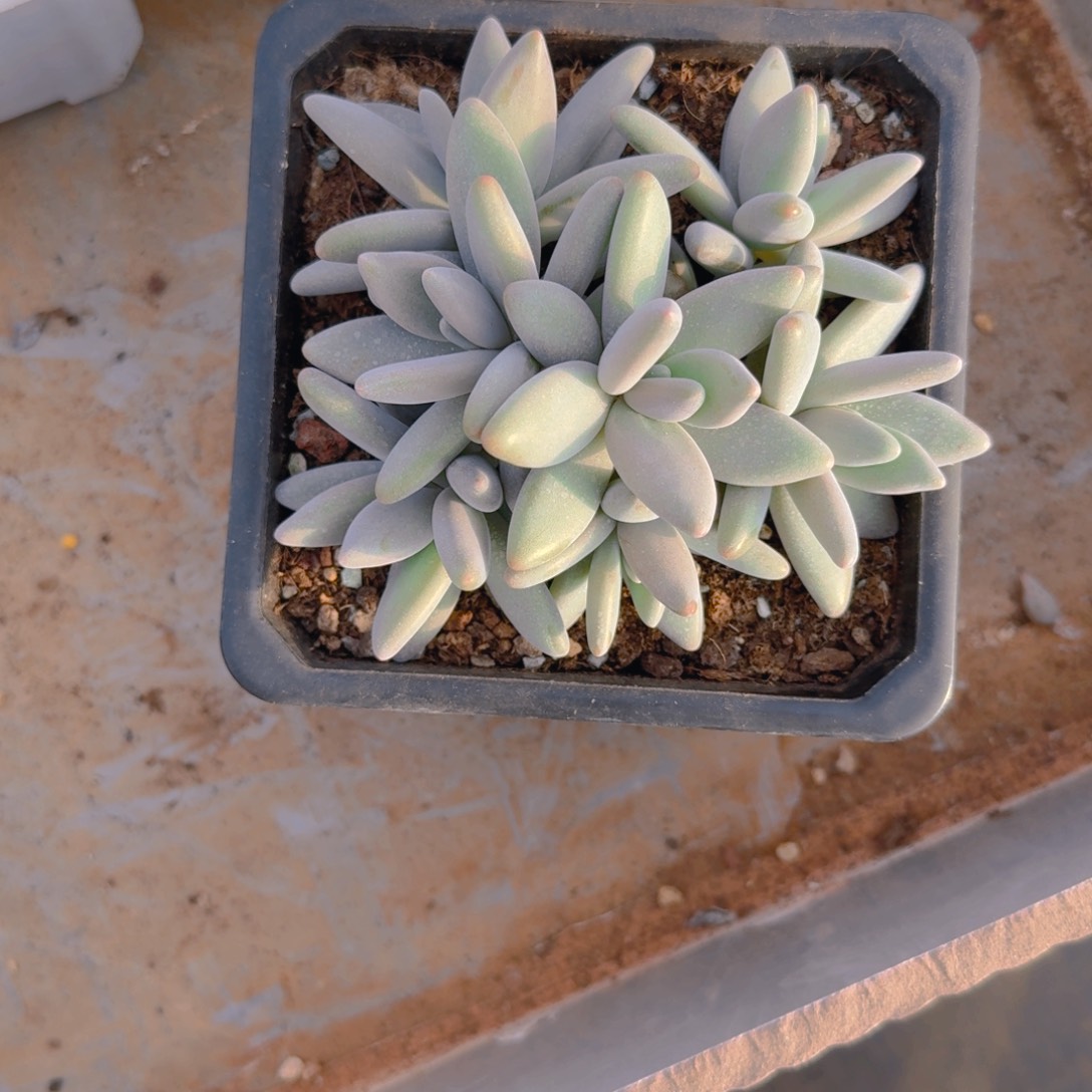 骑***笑笑笑寄养多肉1111111