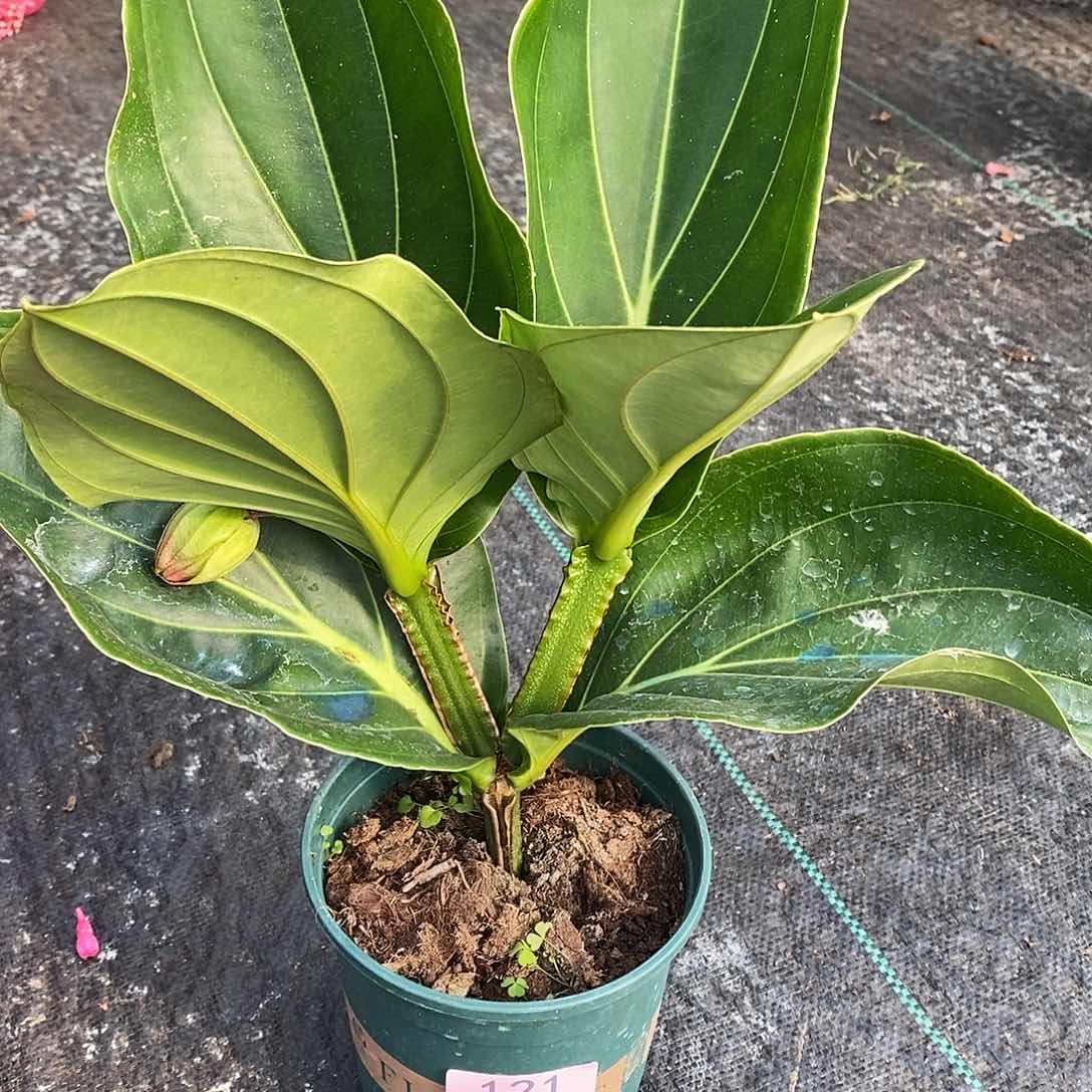 木本植物唐木本花卉121