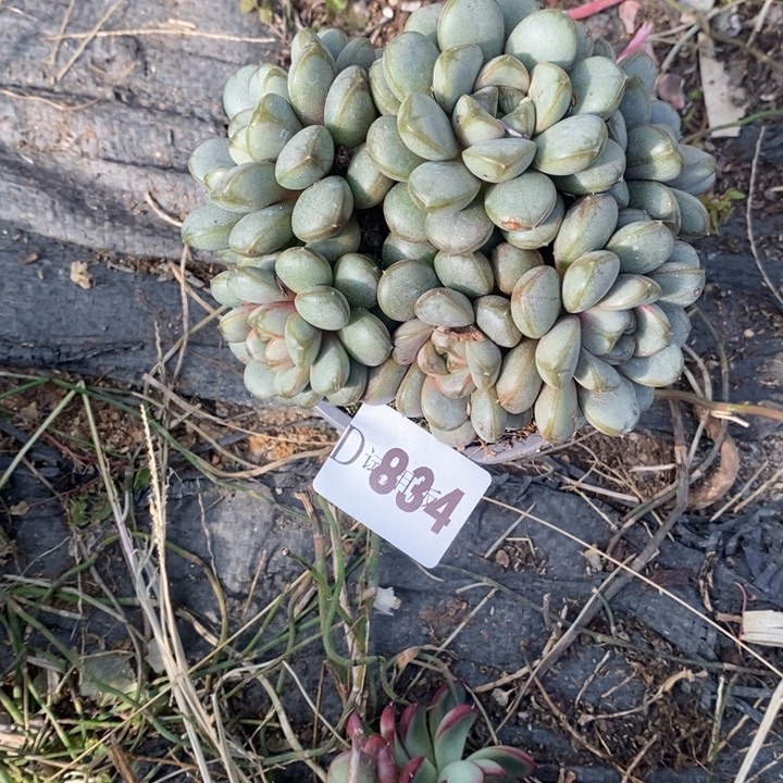 是***呀834葡萄多肉植物多肉