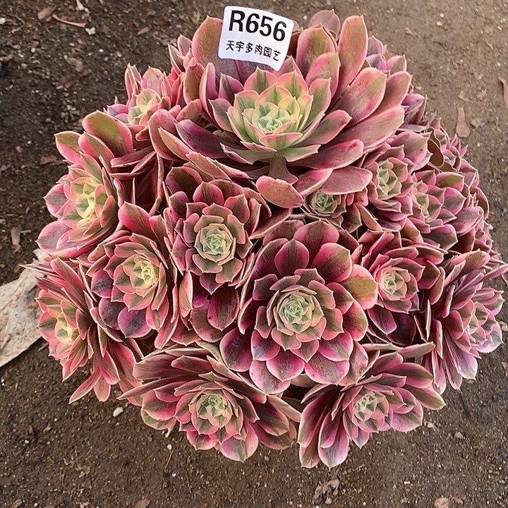 多肉植物妖月656多肉