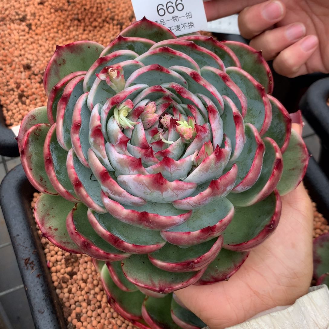 徽666多肉植物精华，16厘米