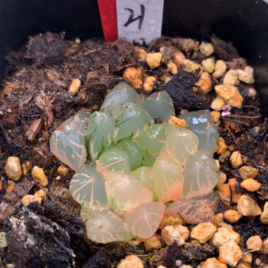 水晶灯玉露锦，带盆发货