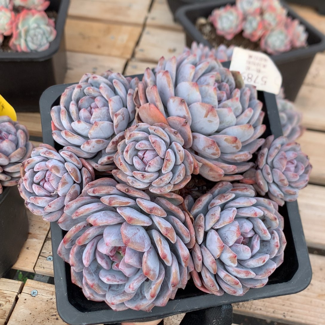 19厘米七头有砍紫皮石榴籽 5789