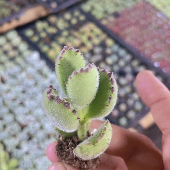 熊童子精品多肉量拍