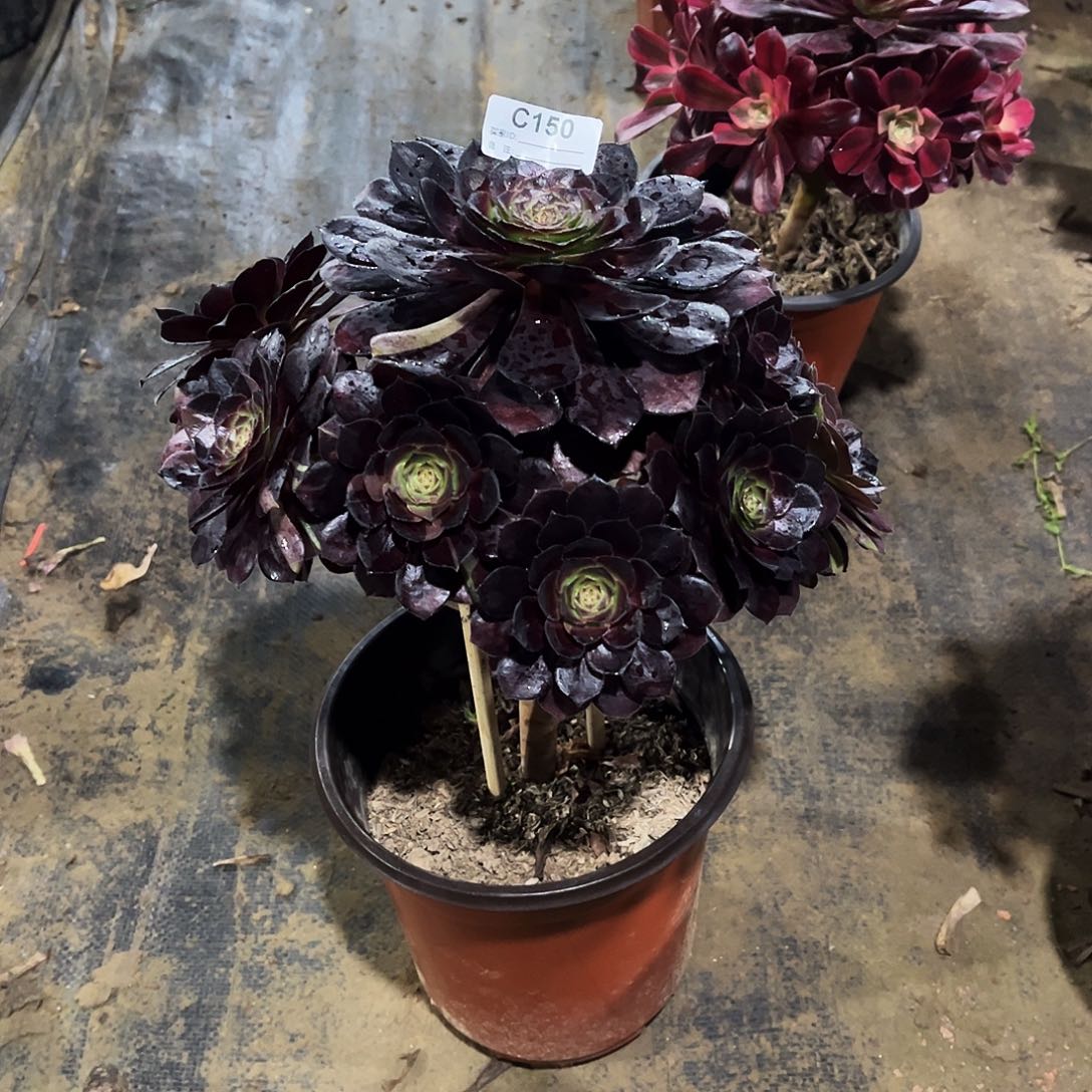 完全开放多肉植物150黑美人