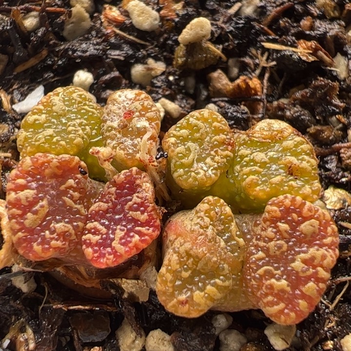 紫蝴蝶群多肉植物百科