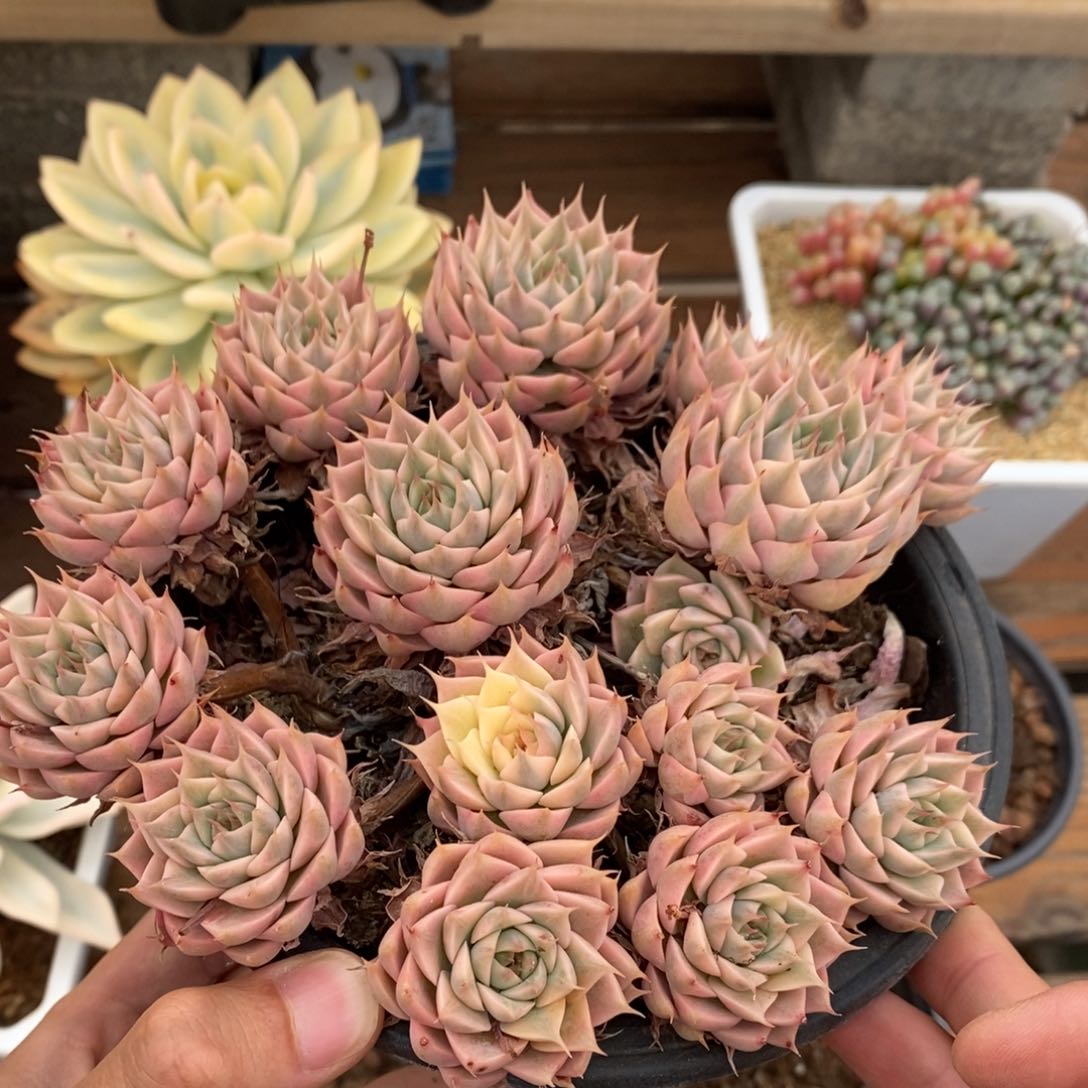 玛格丽特多肉植物0405