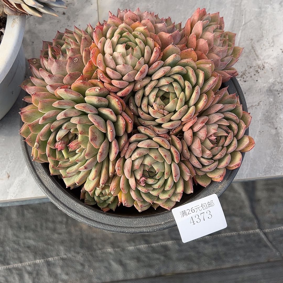 星***海4373蓝色妖姬多肉植物