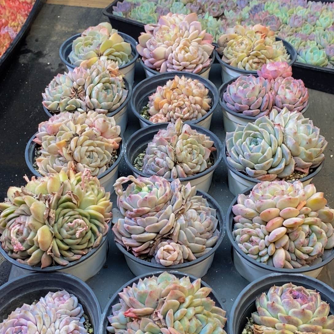 672的人和我一起看电影了