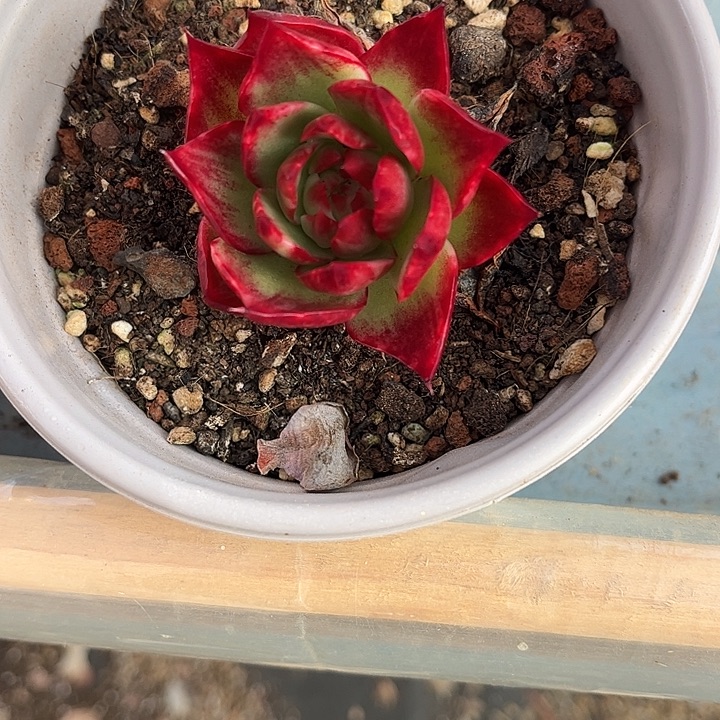 惊鸿仙子多肉植物4807