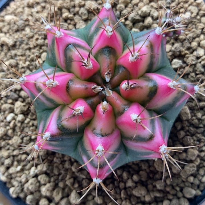 花田母本 米哈仙人球