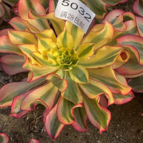 魅影多肉多肉5032