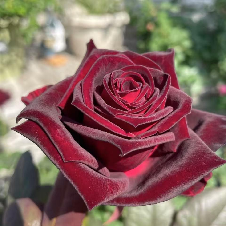 【欧洲切花月季】百花语秋季庭院美观春季植物春秋饱满叶片