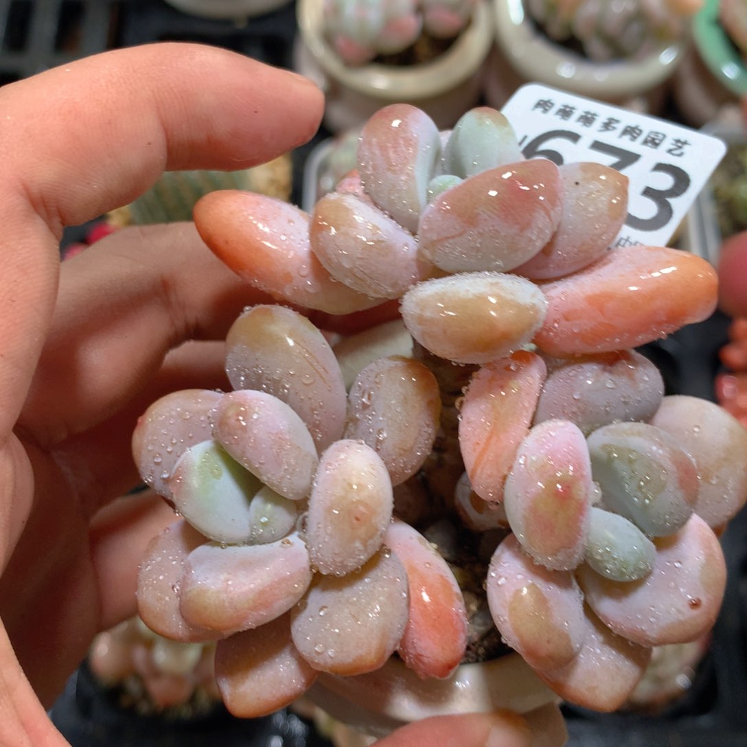 5CM拇指盆精控多肉ZH673