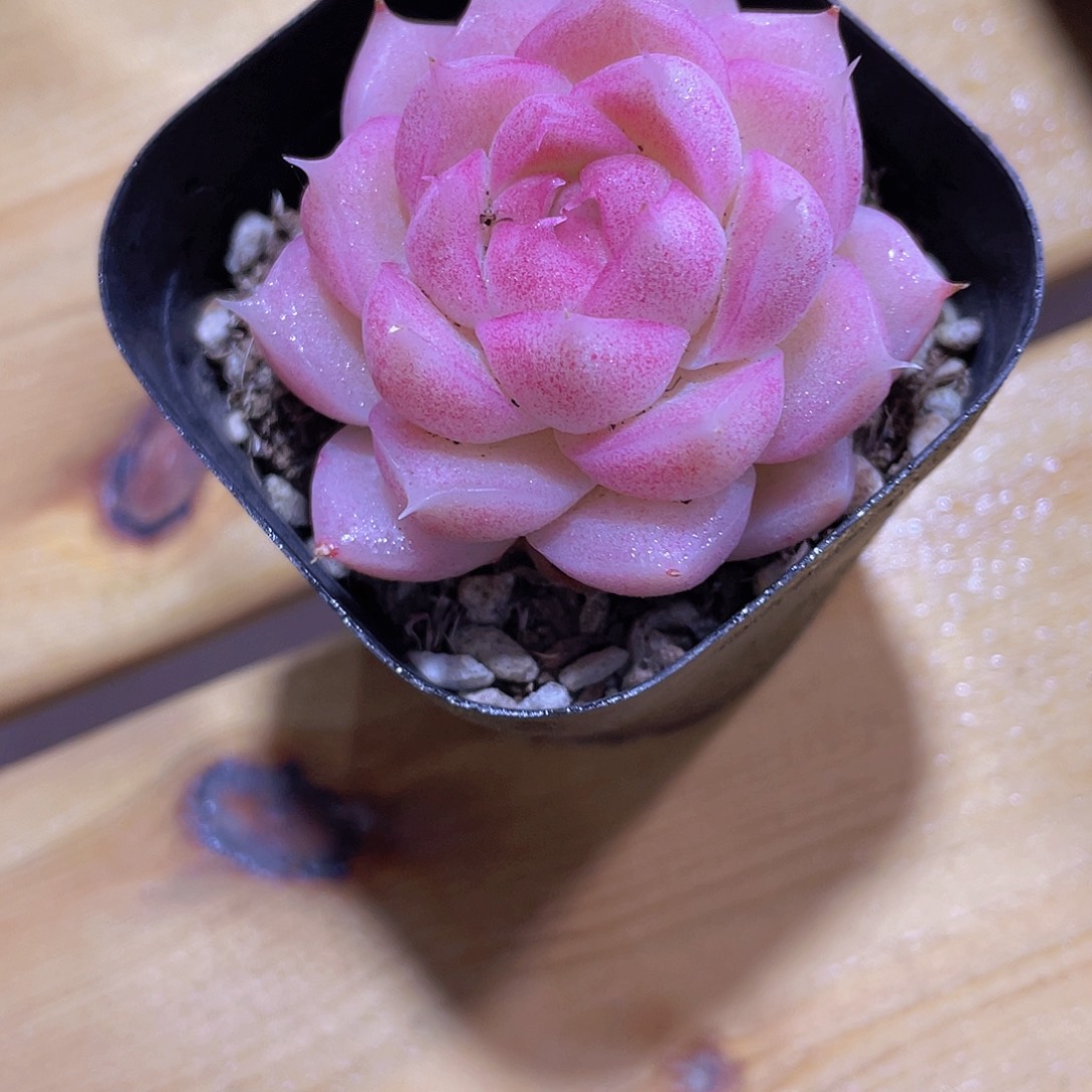 617号 全状态粉透麦秆