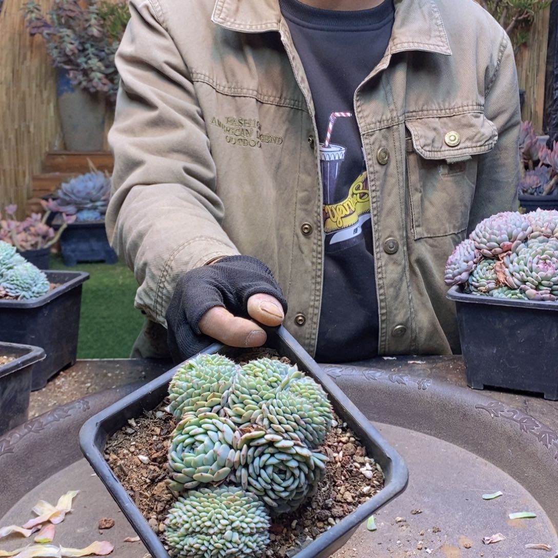 柔*京A202号白胖子缀