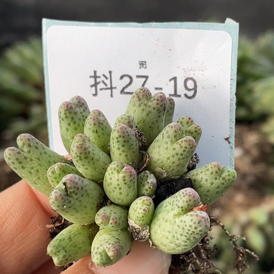 27-19草莓斑马肉锥