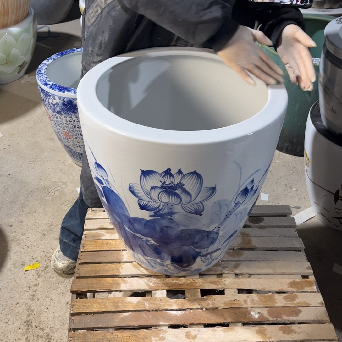 瓷片兰荷花43高度43.88888